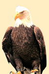 eagles