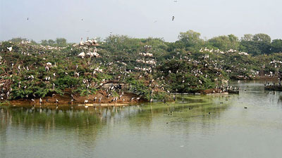 uppalapadu birds sanctuary