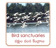 bird sanctuaries