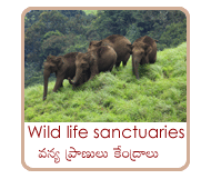 wild life centers
