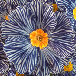 zeebra flowers