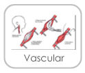 vascular